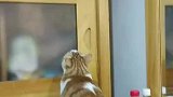 猫咪怕柜子，最后尾巴转一下