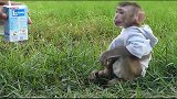 主人倒牛奶太慢，两只小猴子打架，为了一口吃的好伙伴反目成仇