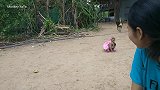 新来的小猴子无时无刻不粘着丫丫，像膏药一样，连狗子都看不下去