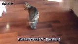 猫咪正在睡觉，哈士奇却不停的捣乱，猫咪：给朕滚远点！