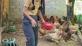 谁知道我家鸡为什么不生蛋