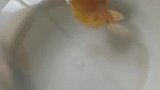 老板忙于发货一转身小鱼进大鱼肚