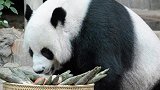19岁旅泰大熊猫创创疑似噎死 死因尚有待调查