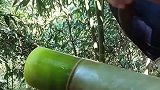 大叔砍了几十年的竹子，这刀工让人大开眼界，看了心里都很舒服！