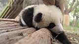 熊猫奇一：熊家最会的就是卖萌了！有木有被我萌到呀？