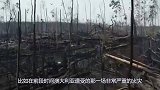 火灾过后，考拉背着宝宝到村民家里讨食，看着令人心疼