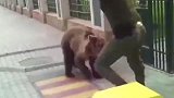 棕熊越狱逃跑，猛男上去就是一脚，棕熊：不讲武德！