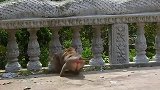 美猴驮住小猴，遭到母猴袭击