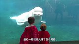 小男孩隔着玻璃“逗弄”白鲸，下一秒意外发生了！镜头拍下全过程