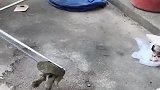 猫：主人快来救我呀，这乌龟咬我了！