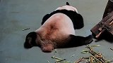 大熊猫：没点真本事，我能坐稳国宝的位子吗