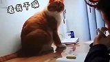 猫咪陪着孩子写作业，猫看我干嘛我脸上有答案啊！