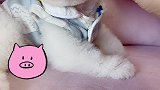 茶杯犬小小，自由切换～