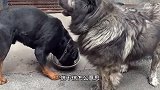 爆笑时刻：小猫vs群狗，战况很激烈啊