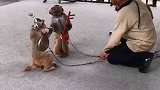 猴子拉二胡。