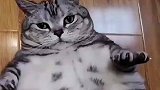 说了多少次，不要给猪染色