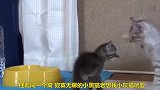 倔强的小奶猫，越打越往跟前，太勇敢了