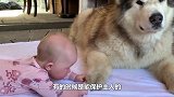 猎犬围住一棵树狂吠，主人朝树上一看，这群狗崽子不要命了！