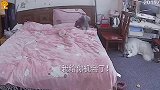 铲屎官去上班以后，家里监控拍下狗子搞笑的一面