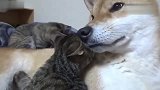 见过狗子和猫咪这么和谐共处的吗