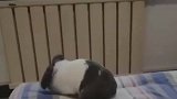 养一只强迫症兔子是什么体验