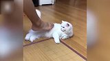超萌的猫咪，让主人挠痒，但是不让主人用脚！