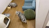 猫咪肚子饿，抓虫子当餐前点心，这是什么怪癖