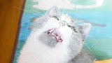 小猫竟然护食，对大猫发出“狮吼”声，最后还威胁主人不准拍！