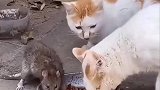 这个世界太疯狂，耗子给猫当伴娘