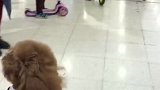 泰迪领金毛逛街买菜