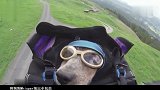 视频公司-生不如狗！世界首个玩翼装飞行的狗狗 跟着主人飞越阿尔卑斯山