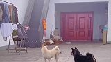 小黑偷吃不成被小白发现，巧妙掩饰尴尬