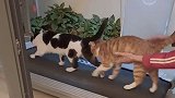 让我家的猫咪在跑步机上锻炼身体，怎么还跑不动了，难道是想偷懒