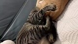 两只猫互帮互助做头疗