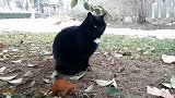 黑老大：橘猫呢？当老大操心呀