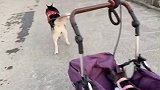 猫妹：习惯了。孔雪儿call你抖福袋   哈哥猫妹
