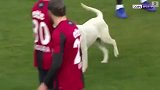 一只真正的足球狗！脚法精湛牢牢控球不输土甲场上球员