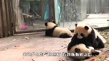 在瓶瓶奶跟前，熊猫宝宝已经没法控制，梅妈妈：谁来救救我！