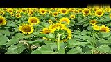 旅游-葵花盛开的季节