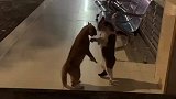 两只猫咪打架时还骂骂咧咧的
