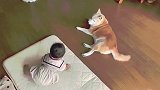 要照顾小婴儿的柴犬，萌萌的