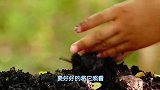 瑞奇宝宝小朋友们要保护好家里的植物哦,要时刻给它浇水！