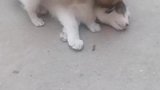 猫咪被小狗缠得生无可恋，已放弃挣扎