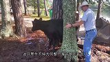 男子途经郊外，发现路上有着一个“马头”，男子连忙叫来全村人