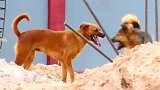 山寨黄金猎犬与小伙伴在户外欢乐打闹，真是幸福的一对