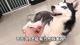 狗狗挑食拿这招试试
