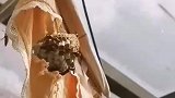 这马蜂太气人了，在哪都能建窝