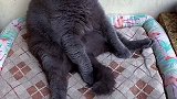 小猫咪闻到榴莲味儿竟是这种反应