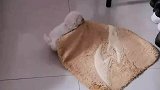 男子刚买六个小时的小狗，就知道自己动手铺被窝了