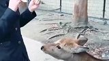 看看日本奈良的小鹿，都学会向人鞠躬了